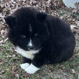 Andromeda - Black and white female Siberian Husky puppy in Summerville, South Carolina from Carolina Husky Lodge
