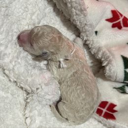 Girl 5 (White) - Apricot female Goldendoodle puppy in Ankeny, Iowa from Iowadoodles2love