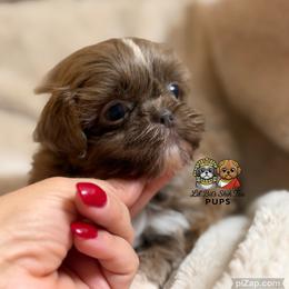 Dusty - Lilac male Shih Tzu puppy in Walkertown, North Carolina from Lil’ Bit’s Shih Tzu