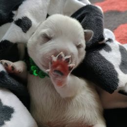 Australian Cattle Dog Puppies from Kurczak Farm LLC