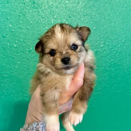 Sally Acorn - Chocolate merle female Pomeranian puppy in Stroud, Oklahoma from Laik’s Little Shihtz & Poms