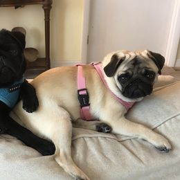 Pugs from Purelypugs