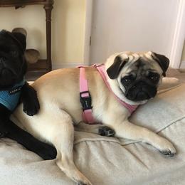 Pugs from Purelypugs