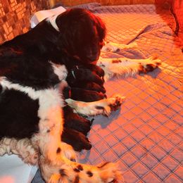 Girl 3 - Newfoundland puppy in Caribou, Maine from Starfire Newfoundlands