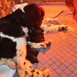 Girl 3 - Newfoundland puppy in Caribou, Maine from Starfire Newfoundlands