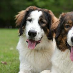 Tornjaks from Tornjak Kennel "Od Dinare"