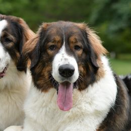 Tornjaks from Tornjak Kennel "Od Dinare"