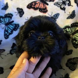 Shih Tzu Puppies from Ling Lings’ Shih Tzu