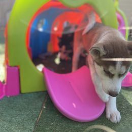 Siberian Husky Puppies from Phresh Pharm Husky Ranch