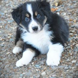 Australian Shepherds from Trailblazing Aussies