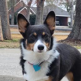 Delilah - Pembroke Welsh Corgi