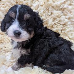 Teton - male Australian Mountain Doodle puppy in Placerville, California from Quartz Mountain Doodles