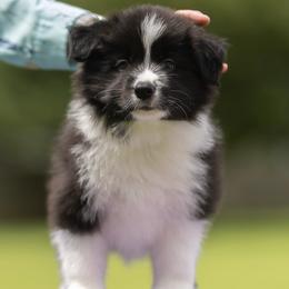 Theo - Black and white male Border Collie puppy in New Market, Alabama from Kensington Border Collies