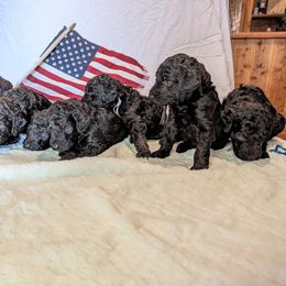 Poodle Puppies from Future Pioneers Farming