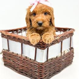 EMBER - Red  female Goldendoodle puppy in Davison, Michigan from Dreaming Doodles