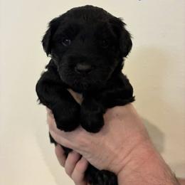 Aussiedoodle Puppies from James Ruby Farms