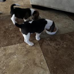 Beagle Puppies from Monica Rubianes