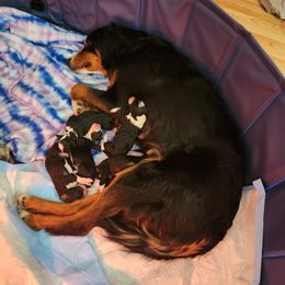 Bernedoodle and Goldendoodle Puppies from Doni Doodles