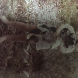 Australian Shepherd Puppies from Soggy Bottom Farms