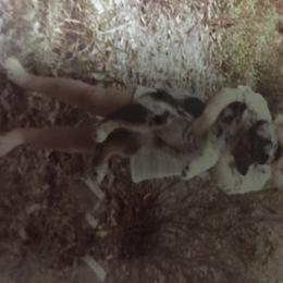Australian Shepherd Puppies from Soggy Bottom Farms