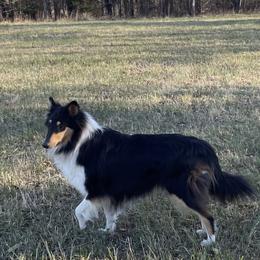 Collies from Brown Acres Collies