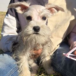 Leo - Miniature Schnauzer puppy from Alysha's Grandbabies