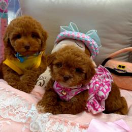 GIGI - Apricot female Maltipoo puppy in Sugar Land, Texas from Celebrity Maltipoos