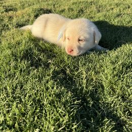 Light blue collar - Yellow male Labrador Retriever puppy in Big River, California from Cozy Acres Farm Labradors