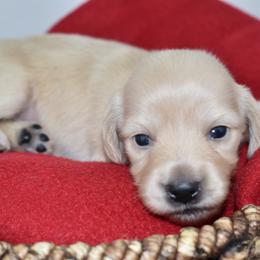 Red girl - Cream female Dachshund puppy in Seminary, Mississippi from Down South Mavericks Dachshunds