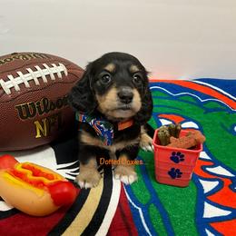 Dachshund Puppies from Dotted Doxies