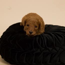 Banana - Red  male Poodle puppy in Los Angeles, California from Exquisite Doodles