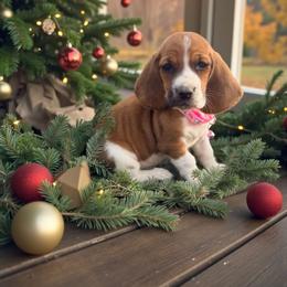 Lucy - Mahogany and white female Basset Hound puppy in Inman, Nebraska from Sandhill Hounds of Nebraska