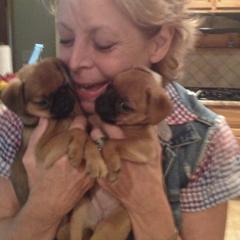 Bernese Mountain Dog and Brussels Griffon Puppies from Brooks Berner Bears