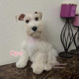 Opal - Wheaten female Miniature Schnauzer puppy in San Antonio, Texas from Texas Blessed Schnauzers