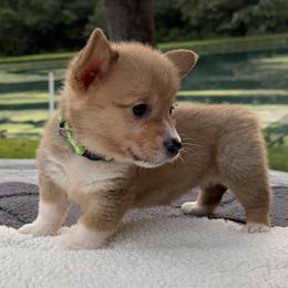 Girl Green Collar - Red female Pembroke Welsh Corgi puppy in Boonville, Indiana from M&J Country Kennels
