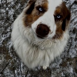 Lady - Australian Shepherd