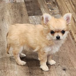 Lolly - Merle female Chihuahua puppy in Tremonten, Utah from Qu-Te's Chihuahuas