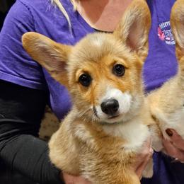 Marvyn (aqua collar) - Red male Pembroke Welsh Corgi puppy in Corvallis, Montana from Montana Corgi Corral