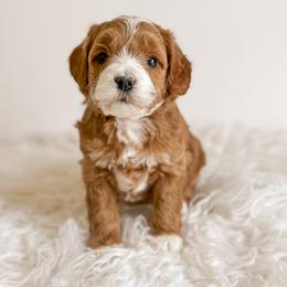 Goldendoodle Puppies from KZ Doodles
