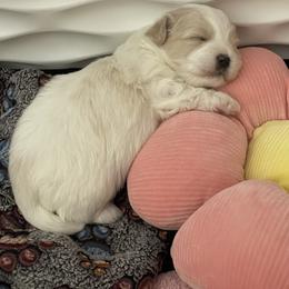 Smiley - White male Coton de Tulear puppy in Palm Desert, California from Cotoncutie