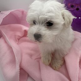 Cockapoo, Goldendoodle, and Maltipoo Puppies from Loris Pampered Pooches💕