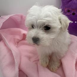 Cockapoo, Goldendoodle, and Maltipoo Puppies from Loris Pampered Pooches💕