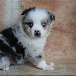 Star - Blue merle female Miniature Australian Shepherd puppy in Sw, Wisconsin from Driftless Australian Shepherds