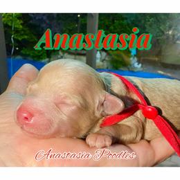 Anastasia - Cream female Poodle puppy in Oceanside, New York from Anastasia Poodles three four seven seven five four two three four five