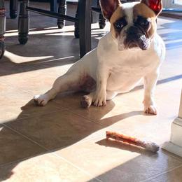 French Bulldog Puppies from Legend French Bulldogs