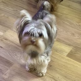 London - Yorkshire Terrier
