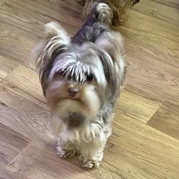 London - Yorkshire Terrier