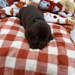 Green - Chocolate male Labrador Retriever puppy in Heath Springs, South Carolina from Rich Hill Retrievers
