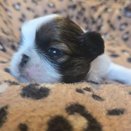 Eli AKC - Black gold and white male Shih Tzu puppy in Henry, Virginia from Hardradas Dynasty Kennel