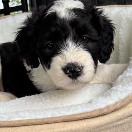 Sunnie - Black and white female Sheepadoodle puppy in Joelton, Tennessee from PC Pampered Parti's